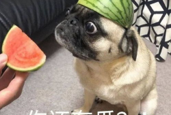 爆料吃瓜图片表情包大全,吃瓜群众必备！海量爆料图片表情包大盘点