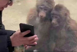 猴子视频,趣味横生的动物世界瞬间